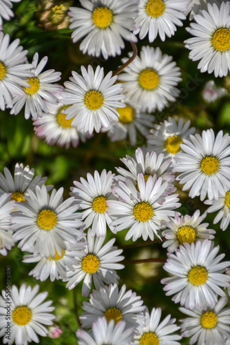 Gänseblümchen, Blume, Frühling, Wiesenblume, Blumenmeer, Blütenmeer, Wiesenblumen, Blumen, Blüten, Frühlingsgruß, Sommer, Herbst, klein, zierlich, zerbrechlich, Wiese, Gras, Mehrjähriges Gänseblümchen