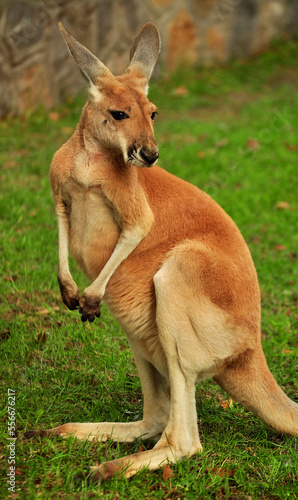 Red kangaroo (Macropus rufus) portrait.