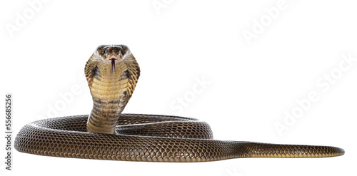 Adult Monocled cobra aka Naja kaouthia snake, in defense position. Isolated cutout on transparent background.