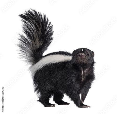 Cute classic black with white stripe young skunk aka Mephitis mephitis, standing side ways. Looking straight at lense with tail high up. Isolated cutout on transparent background.