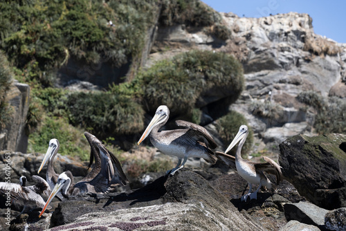 Pelicans on the rocks at the beach of Isla Maiquillahue near Valdivia, Chile