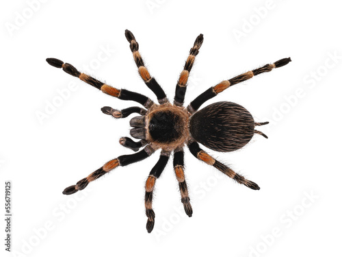 Top view of Mexican Redknee tarantula aka Brachypelma hamorii. Isolated cutout on transparent background.