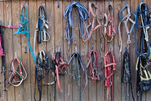 Many different horse reins on a wooden wall