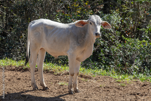 Nelore zebu cattle male calves on field. . Brazil