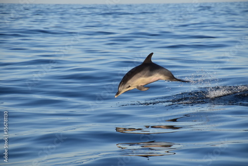 Spotted dolphin jump