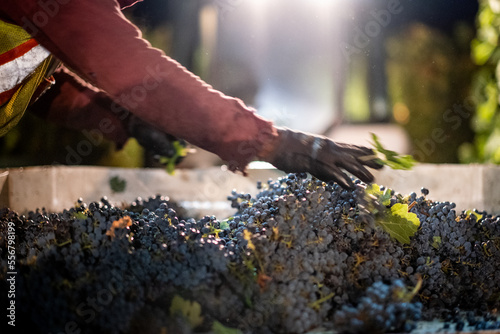 Wine Harvest, Nightime