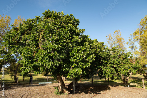 The Old Mulberry tree at Kingscote, Kangaroo Island. It was planted in 1836 and is believed to be the oldest surviving fruit tree in South Australia