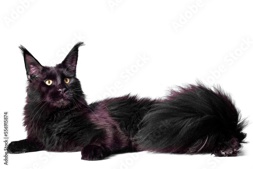 A big black maine coon kitten sitting in studio on white background, isolated.