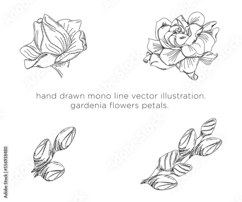 hand drawn mono line vector illustration. gardenia flowers petals.