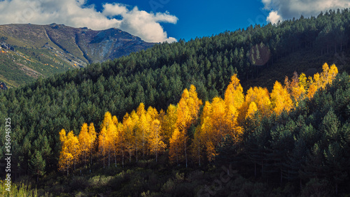 Autumn landscape photography. Pine and birch forest with green and yellow autumn colors in the Eastern Mountain of Leon