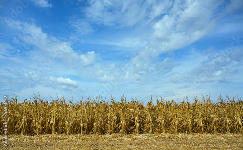 Dried corn field after drought