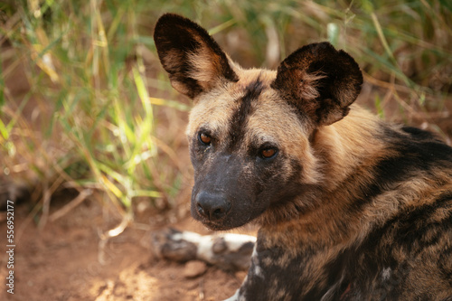 South Africa, Kruger National Park, African Wild Dog 