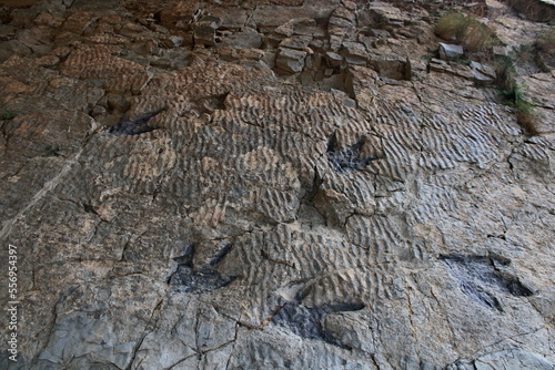 Ichnite (fossil footprints)