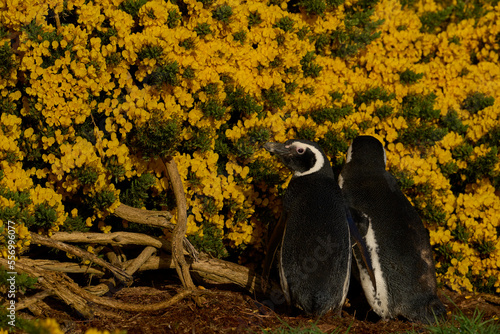 Magellanic Penguin (Spheniscus magellanicus) standing amongst spring flowering gorse bushes on Carcass Island in the Falkland Islands.