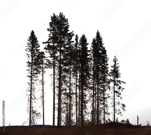 Grove of conifer trees