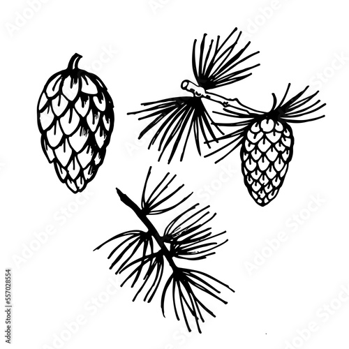 Larch foliage and pine cones set. Larch branch line art sketch. Nature. Tree. Hand drawn vector illustration