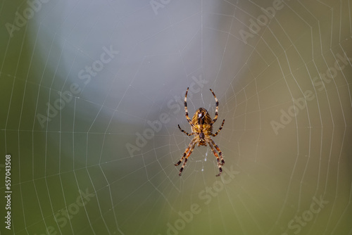 2022-12-24 A TWO TONED SPIDER IN A WEB HANDING IN THE AIR ON MERCER ISLAND WASHINGTON WITH A CREAMY BACKGROUND