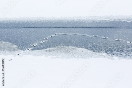 Animal Tracks on wet ice