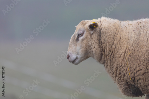 Retrato de un joven carnero (borrego) de raza INRA