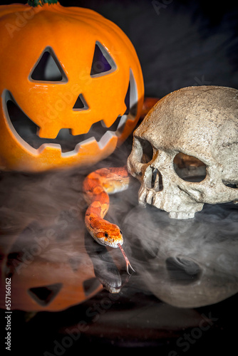Halloween Snake