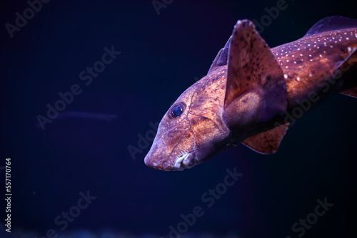 Sea aquarium chimera fish close-up