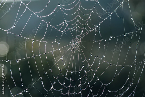 Spider web with water drops close up. Nature concept background. Selective focus