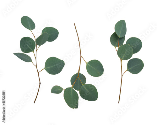 Branches of eucalyptus and leaves isolated on white background. Flat lay, top view. Eucalyptus populus.