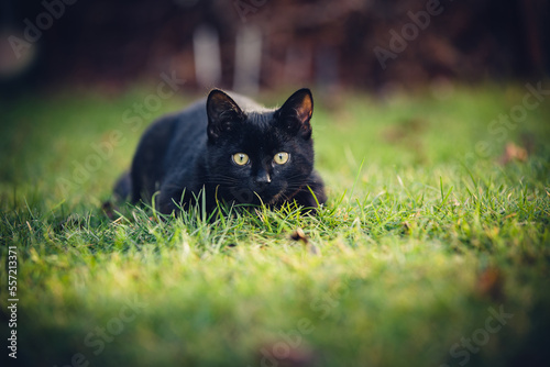 Black Cat