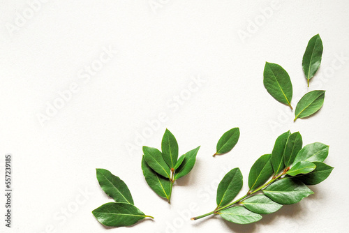 A branches of fresh green laurel bay leaves on a white background. Top view. Copy space