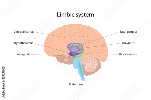 The limbic system is responsible for the management of human emotional and physical reactions. Human brain