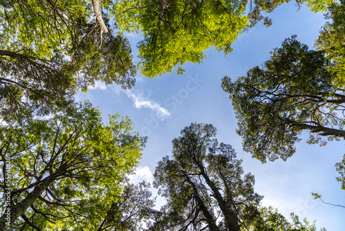 Beautiful tree canopy and open blue sky