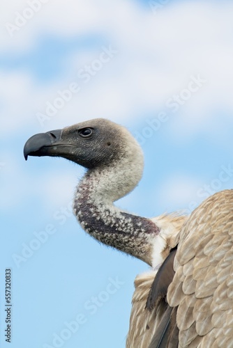 Closeup of an angry looking vulture, with blue sky and white clouds in the background.