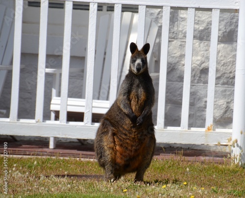 Fat little swamp or black wallaby outside a cottage