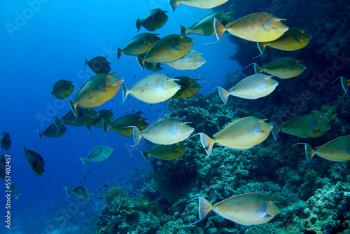 Banco de peces Unicornio en el Mar Rojo