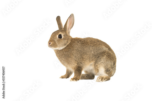 Pretty brown rabbit seen from the side isolated on a white background