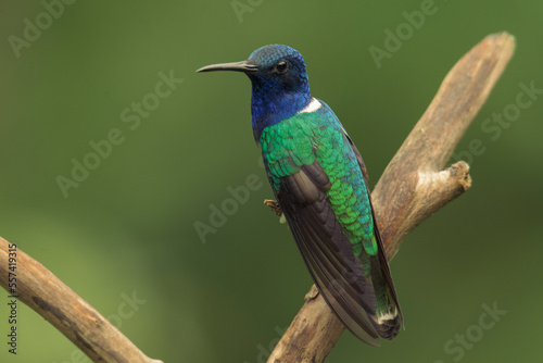 Colorful hummingbird of the andes. White-necked jacobin (Florisuga mellivora) Common name in Latam: Colibrí collarejo