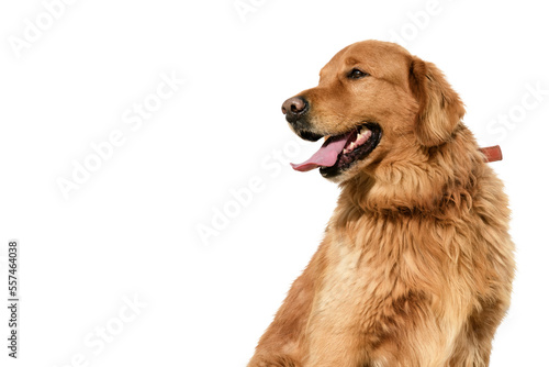 Portrait of a male Golden retriever on a white background