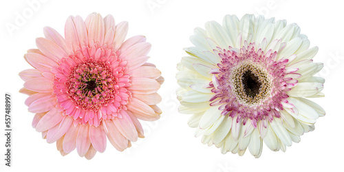 Pink white gerbera flowers isolated on transparent background 