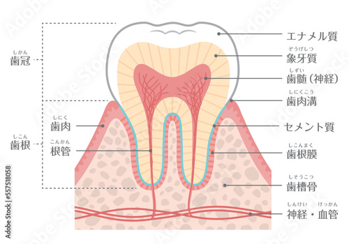歯のイラスト_歯の構造