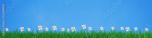 green grass field with little white flowers blue sky background 3D rendering