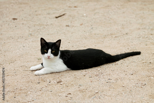 gato tumbado en primer plano