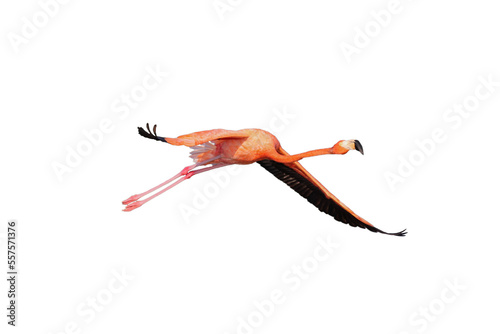 flamingo volando fondo transparente
