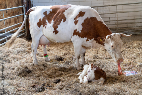cow eating placenta after giving birth to calf