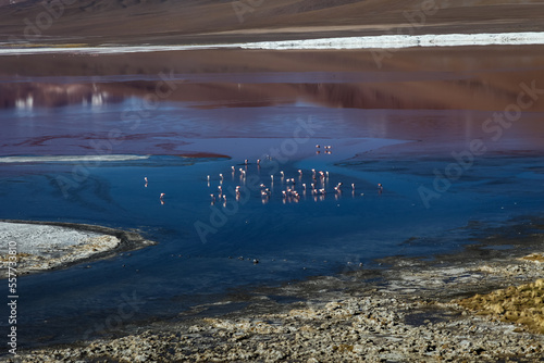 Laguna Colorada mit Flamingos auf 4278 m (ü.M.), Bolivien