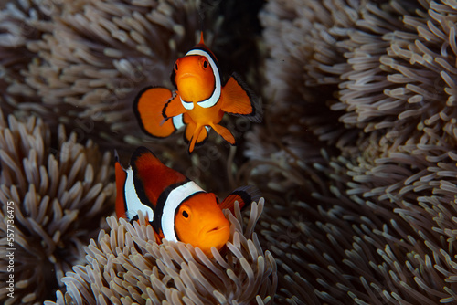 A pair of clownfish, Amphiprion percula, swim among the stinging tentacles of a host anemone on a reef in the Solomon Islands. This beautiful country is home to spectacular marine biodiversity.