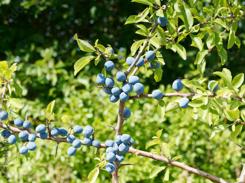 Prunus spinosa | Blackthorn or sloe shrub with clusters of black and purple-blue small drupes or sloes on tangled spiny branches covered of oval leaves with serrated margins