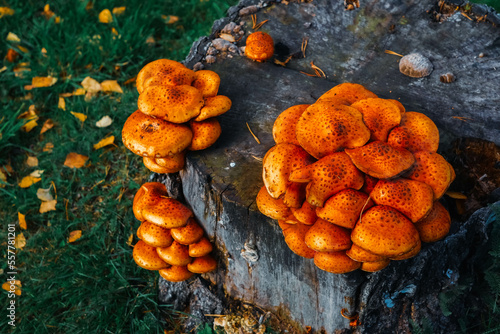 Orange ringless honey mushrooms. Large group of colorful mushrooms grown on a stump of a log. Wonders of nature. Red and orange Armillaria tabescens. Edible mushrooms.