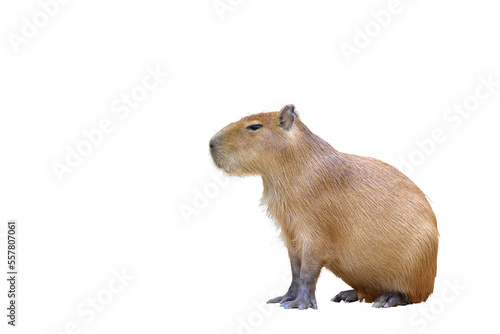 Capybara isolated on transparent background. 