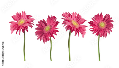 Beautiful pink Gerber daisies flowers isolated on transparent background