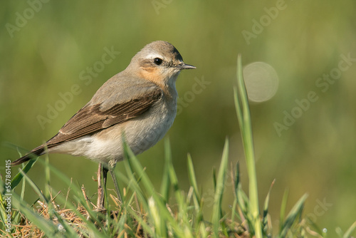 wheatear in the grass, northern wheatear, Oenanthe oenanthe